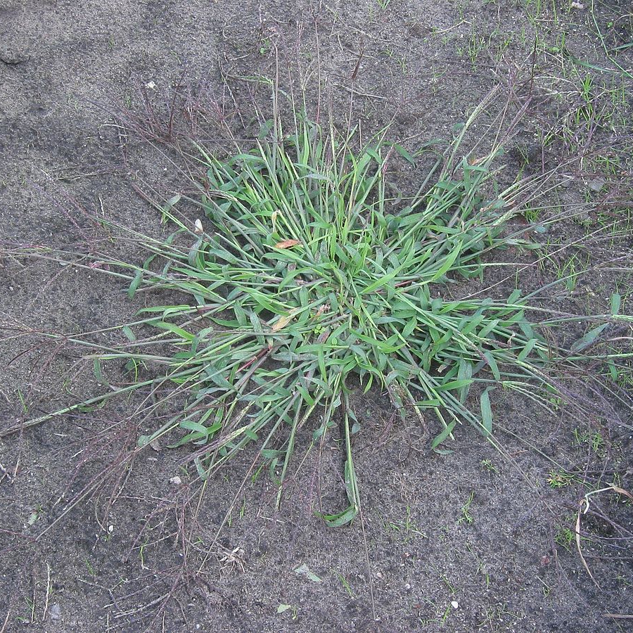 Crabgrass - What It Is & How To Control It
