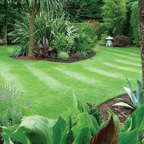 Advice for Domestic Lawns | Collier Turf Care Ltd